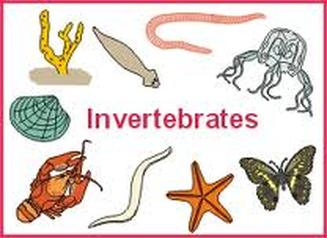 Vetebrates and Invetebrates - RJT's Cells and 