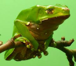 How long is the giant leaf frog?